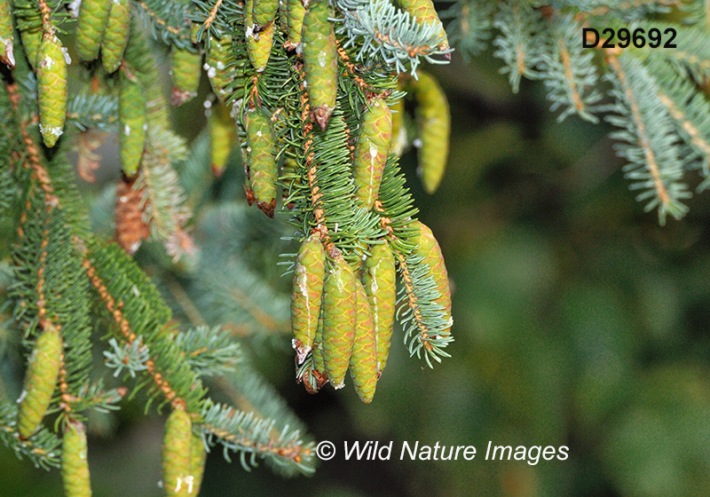 White Spruce (Picea glauca)